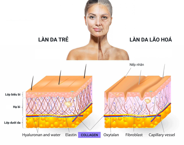 Các cách bổ sung Collagen cho da mặt